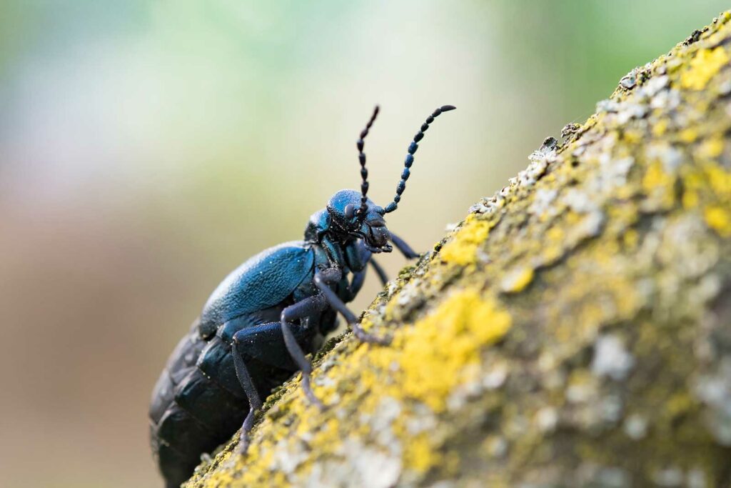 Insekten, Pflanzen, Mensch