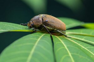 Juchtenkäfer (Scarabaeidae)