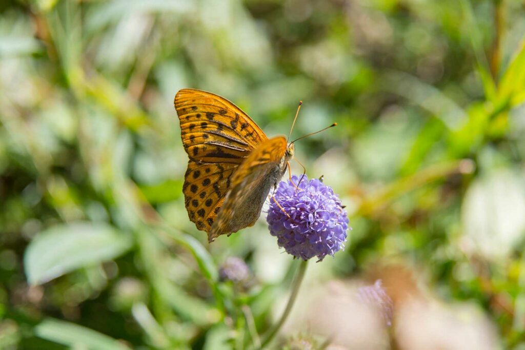 Kaisermantel (Argynnis paphia)