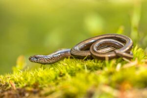 Blindschleiche (Anguis fragilis)