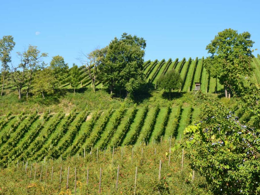 Weingärten im Biotopverbund