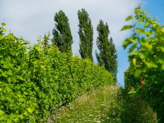 Weingärten im Biotopverbund