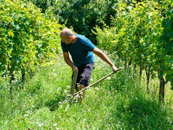 Weingärten im Biotopverbund