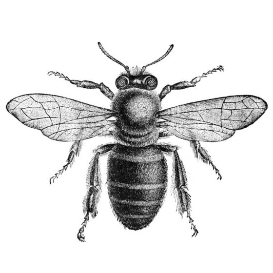 Honigbiene (Apis)