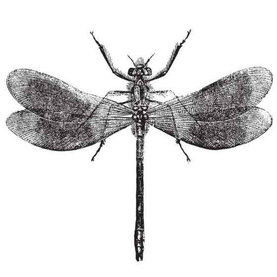 Blauflügel-Prachtlibelle (Calopteryx virgo)