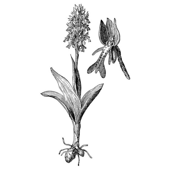 Helm-Knabenkraut (Orchis militaris)